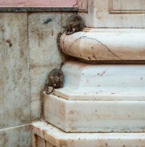 sleeping rats in India 