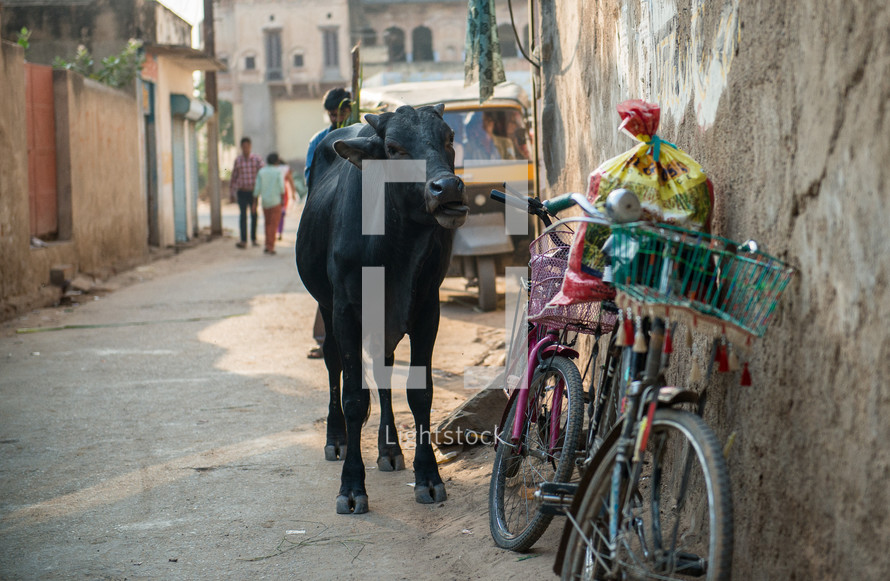 bike leading against a wall and cow in Mandawa, India 