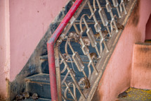 rats on steps in Bikaner, india 
