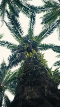 Tropical trees and plant life in the rainforest jungles of Costa Rica