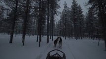Team of husky dogs pulling sled through pine wood