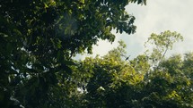 Wild tropical birds perched in the trees of a rainforest jungle