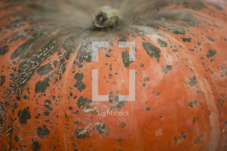 Top of pumpkin with stem.