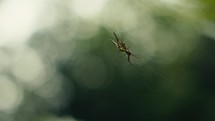 Tropical insects in the rainforest jungle of Costa Rica