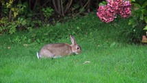 A Rabbit Eating Grass and Stretching on the Lawn
