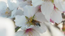 Bee Takes Pollen From Almond Blossoms