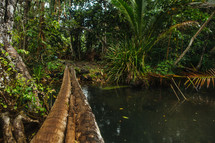 water in a jungle 