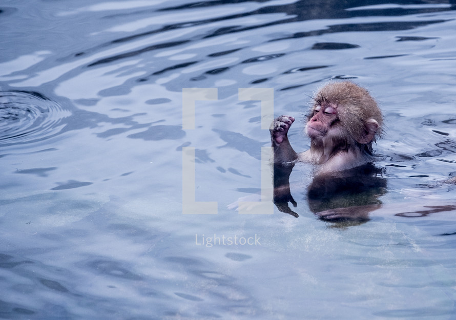 swimming monkey 