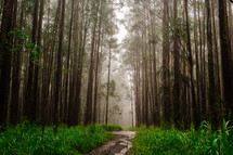 a dirt road through a forest 
