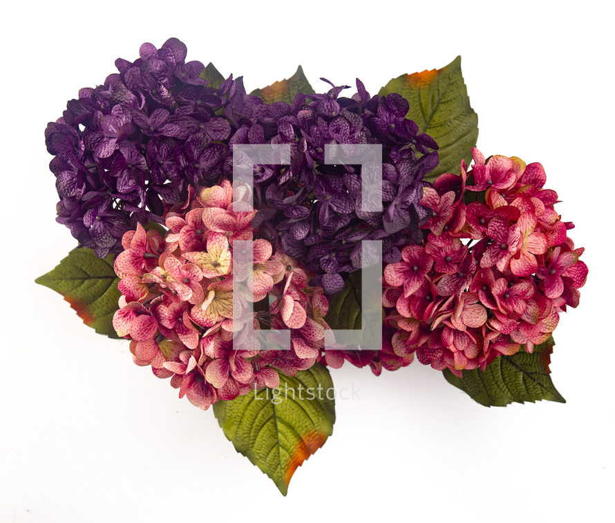 hydrangea flowers on a white background 