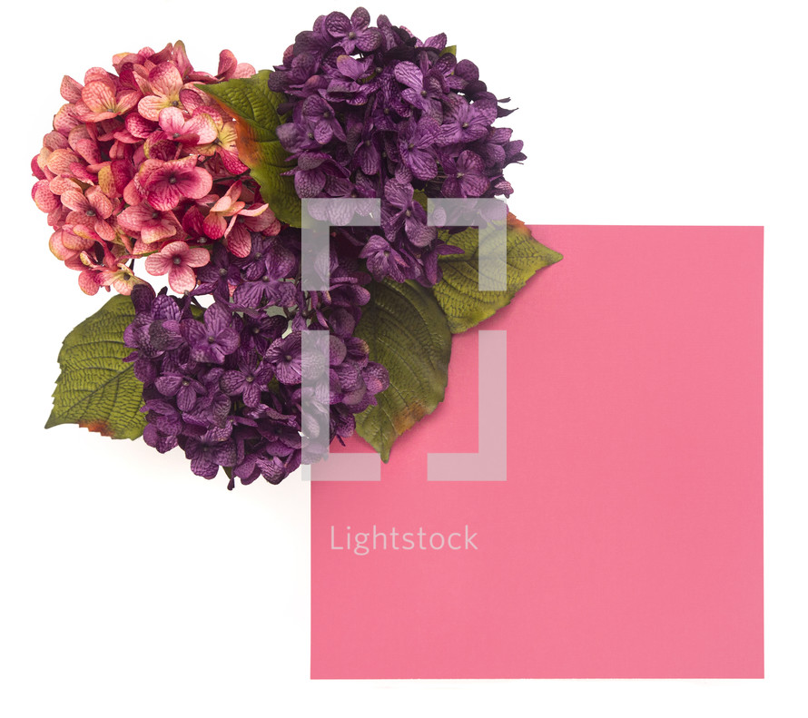 hydrangeas and pink paper 