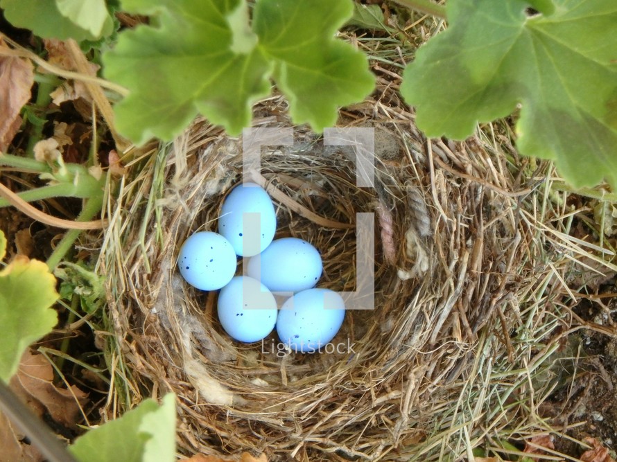 bird's nest with eggs 