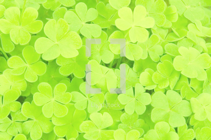 bright green clover with soft effect