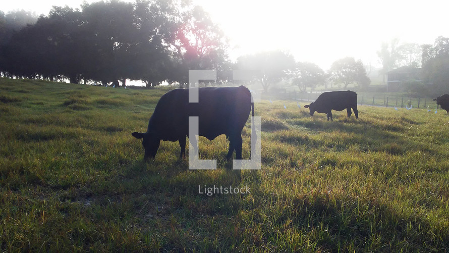 The Cattle on a thousand hills - A group of cows graze together in a grassy meadow while the sun rises in the background in a rural country setting. 