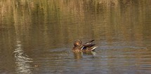 A female mallard duck preening her feathers in a small pond as ripples gently move away from her body in small wave and the surrounding tall prairie grasses reflect off the water.