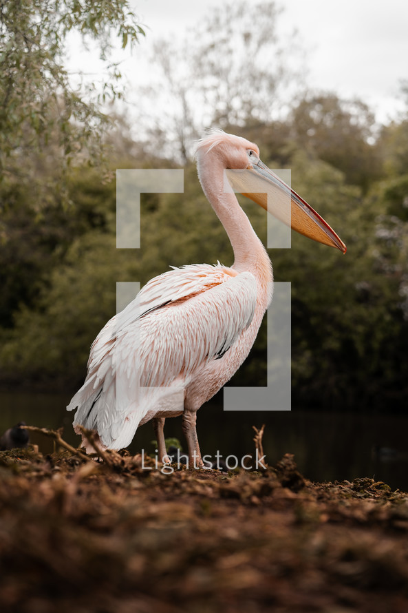 Pink-backed Pelican standing next to water, large sea bird, wildlife photography