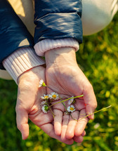 cupped hands holding daisies 