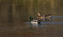 A pair of Mallard Duck, a drake and his female swimming in a small pond in southwestern Wisconsin leave a gentle wake of waves as they swim by.