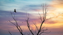 Raven silhouette flying on a dry tree at sunset.
