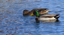 A pair of Mallard ducks feeding in a small pond in southwestern Wisconsin in late October.