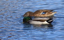 A pair of Mallard ducks feeding in a small pond in southwestern Wisconsin in late October.