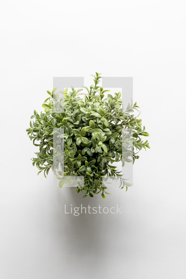 green leaves on a white background 