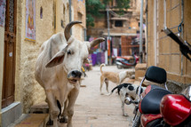 cow and dogs on a street in India
