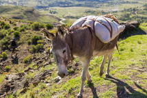 a donkey on a mountaintop 