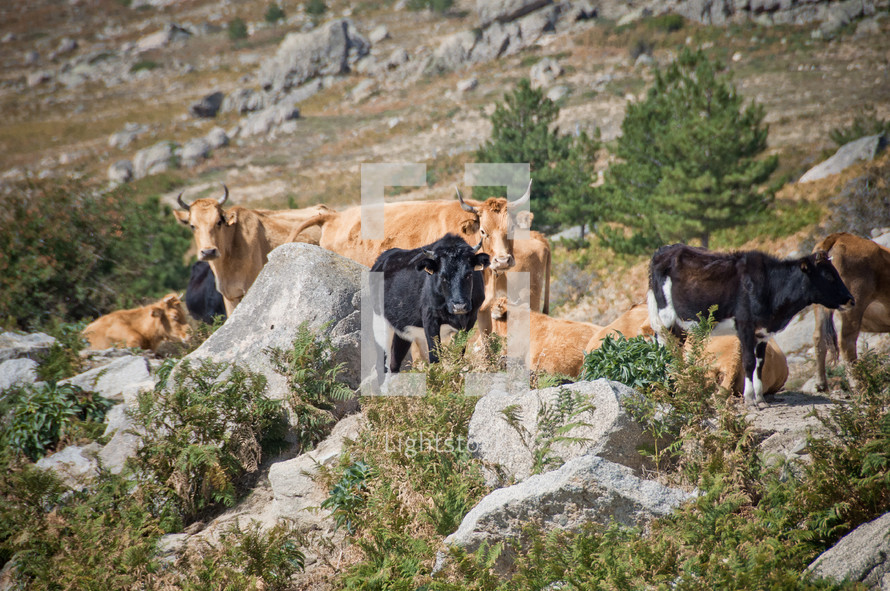 cattle on a rugged mountain landscape 