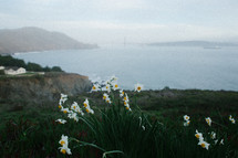 daffodils along a coastline 