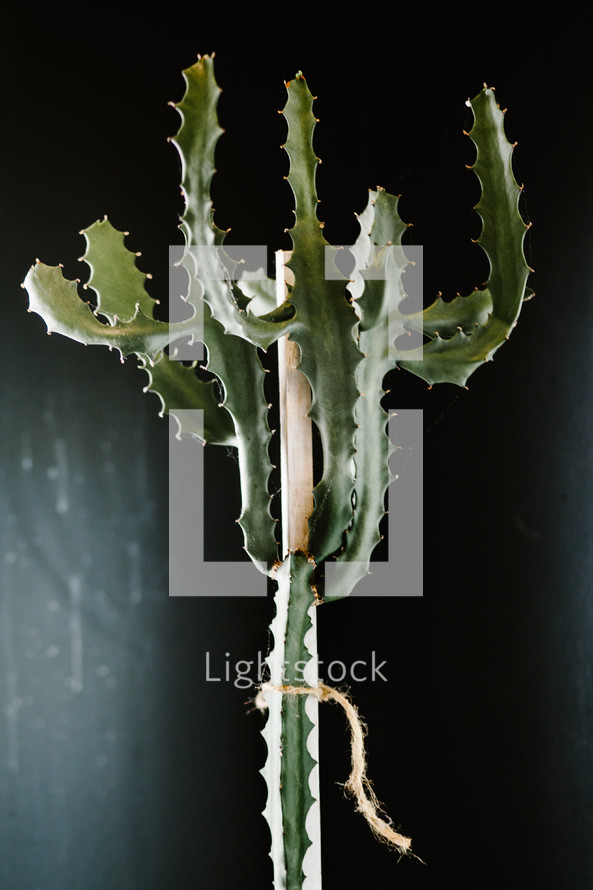 cactus house plant 