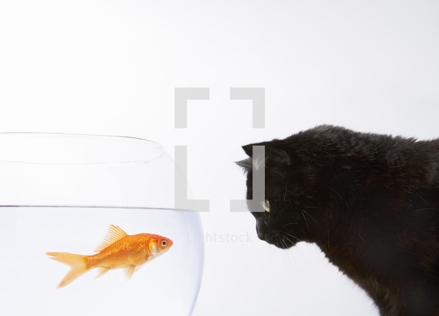 Close-up of a black cat staring at a goldfish

