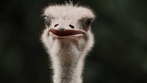 Portrait of an ostrich blinking its eyes