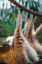 Lemurs dangling from a rope in a zoo enclosure, zoo animals, primates cute animal