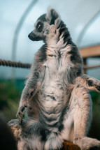 Lemur adult close-up photo, cute primate animal mammal in a zoo