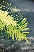 fern in sunlight 
