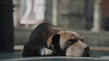 Sad brown homeless dog in the streets	