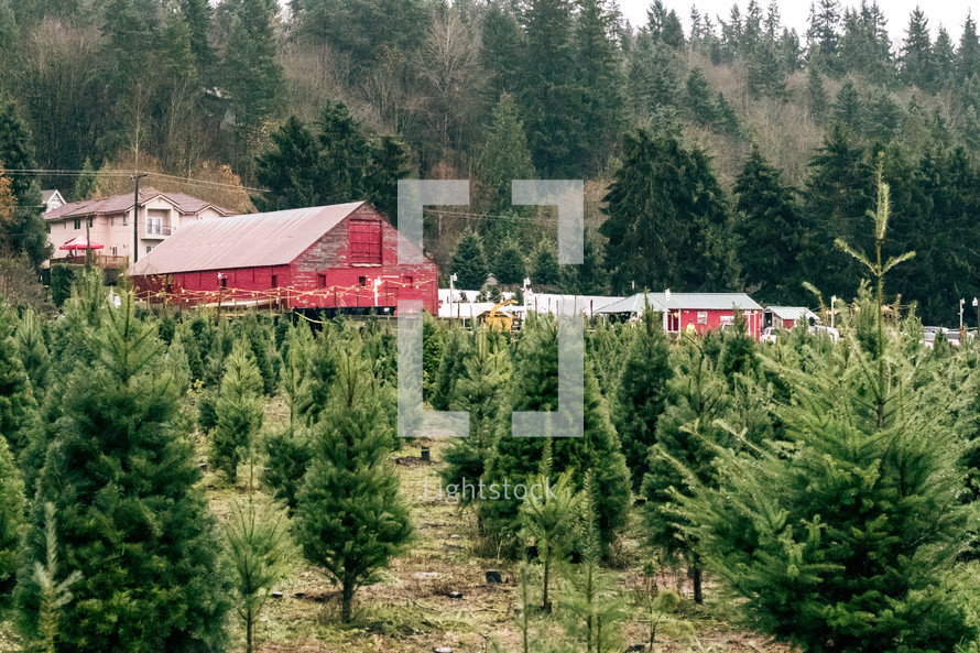 picking out a Christmas tree from a Christmas tree farm 