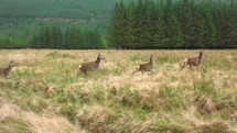 Wild red deer running in slow motion in the Scottish Highlands.