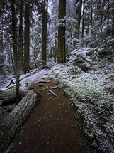 snow in a winter forest 