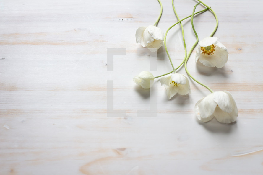 Anemone flowers on a white wood background 