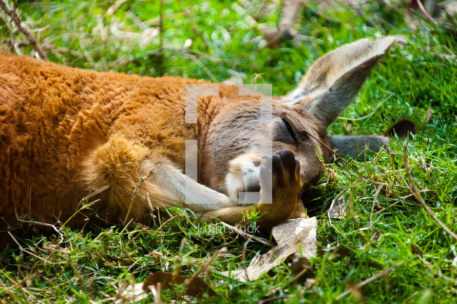 sleeping kangaroo