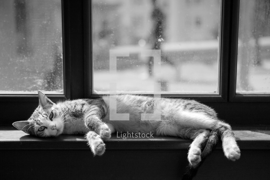 Cat lying on window sill