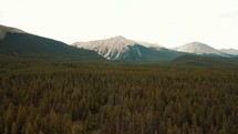 Aerial drone flying over trees in the Colorado Rocky Mountains. 