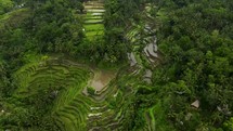 Bali Rice Terrace 