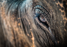 Eye of elephant