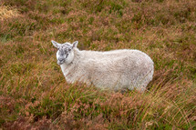 Comical Sheep in Heather in the Wicklow Mountains