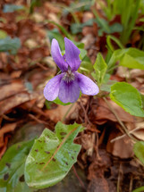 Early Dog-violet Flower in the Garden
