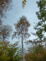 tall tree in a forest 