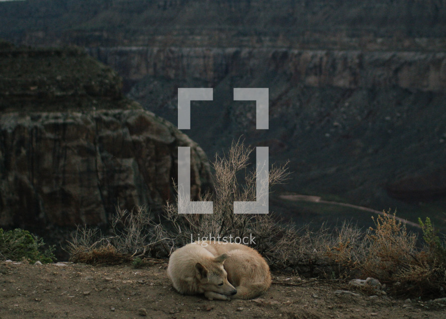 dog resting in front of the Grand Canyon 